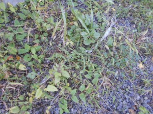DSCN8745