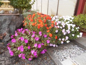 DSCN8749
