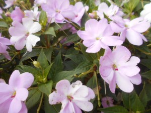 DSCN8753