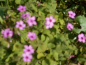 DSCN8776