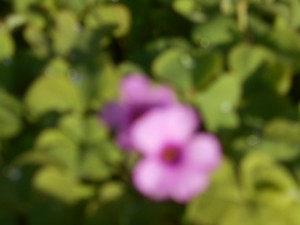 DSCN8778