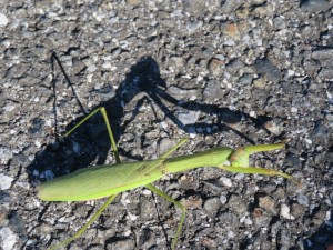 IMG_4676