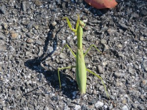 IMG_4677