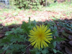 IMG_4709