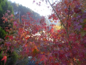 DSCN8804