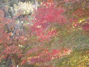 DSCN8810