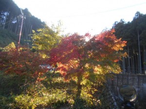 DSCN8811