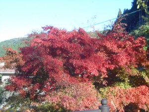 DSCN8813