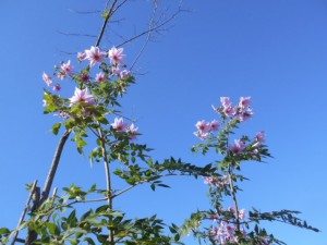 DSCN8884