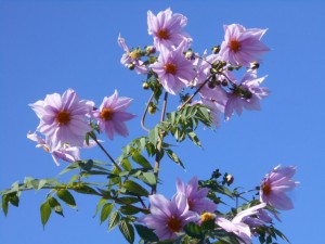 DSCN8885