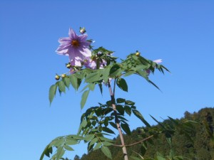 DSCN8887